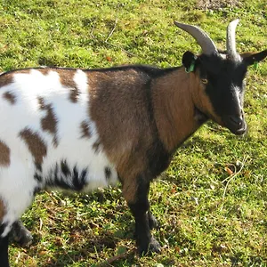 3* Maison d'hôtes Le Paradis Des Animaux